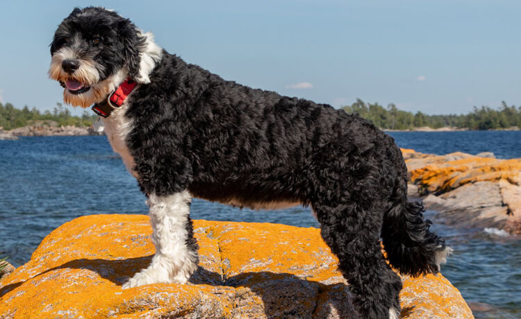  Portuguese Water Dog